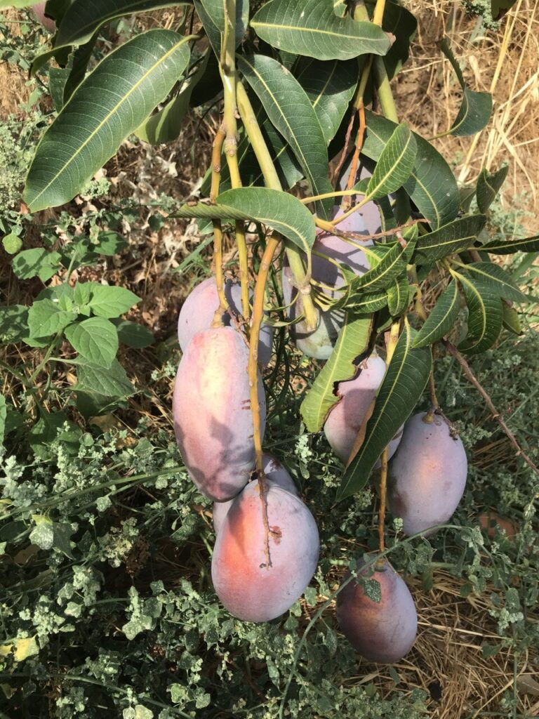 Øko Mango