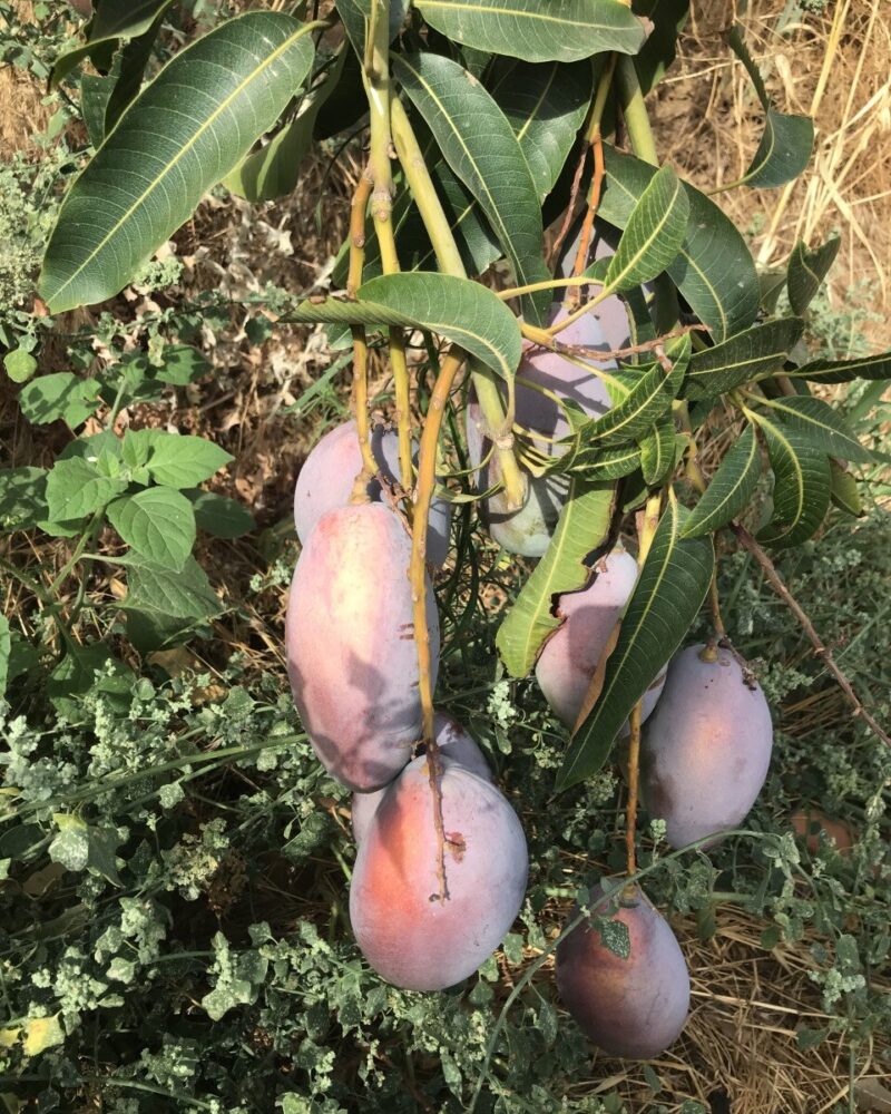 Økologiske Mango