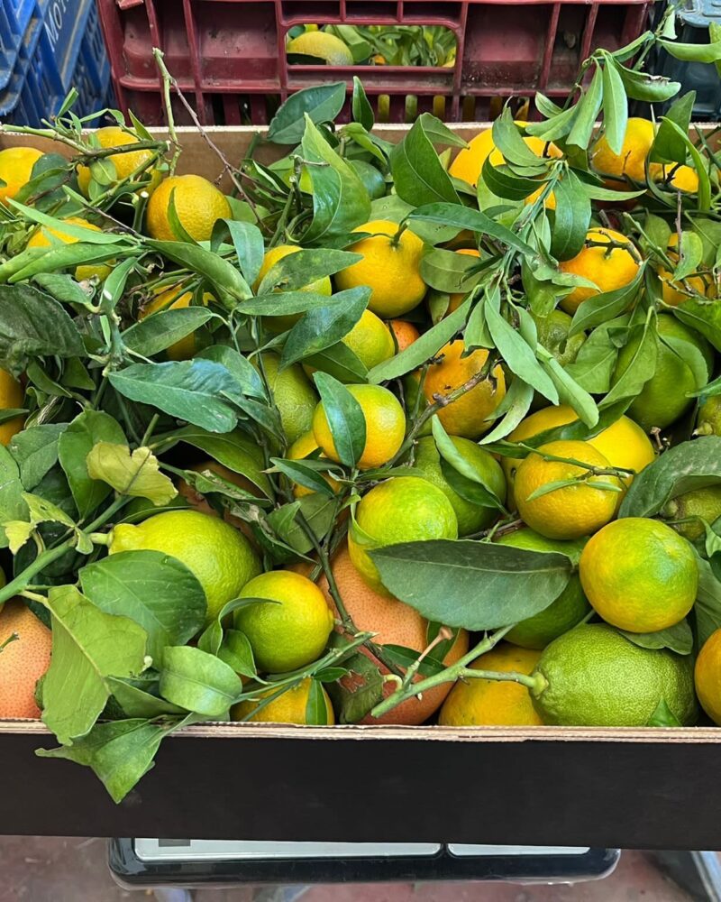 Økologisk Citrus mix/sæson