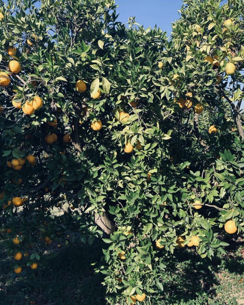 Økologiske Appelsiner