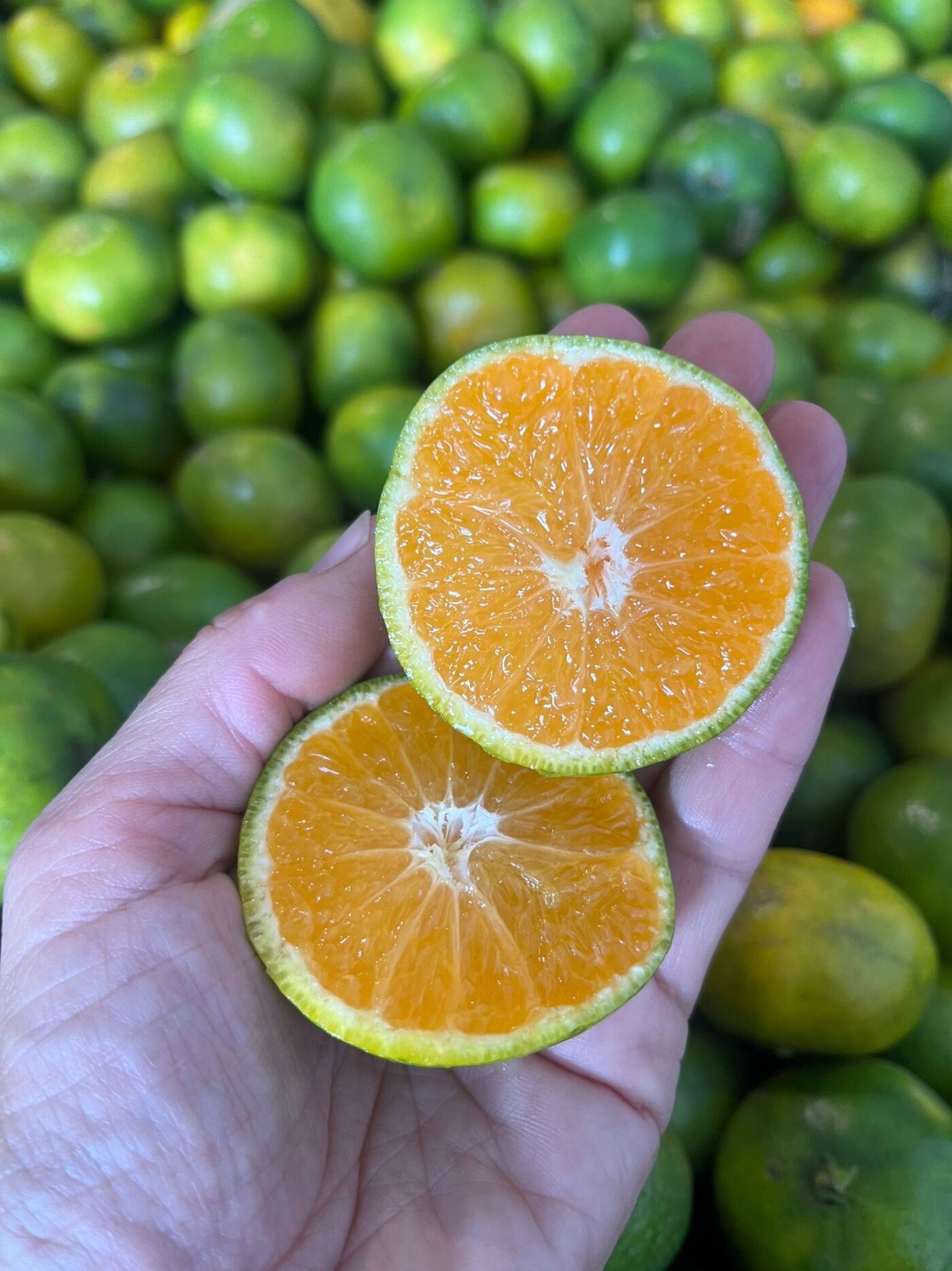 Øko Satsuma Mandariner