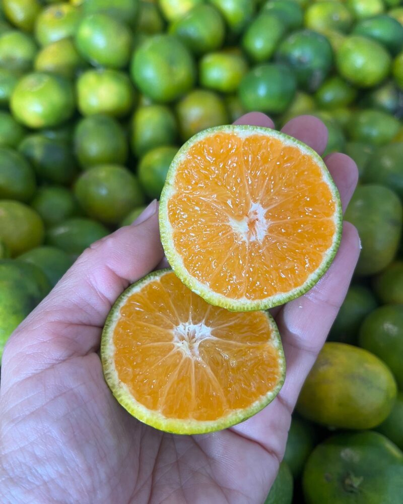Øko Satsuma Mandariner