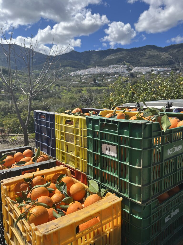 Øko Sommer Appelsiner(juice)
