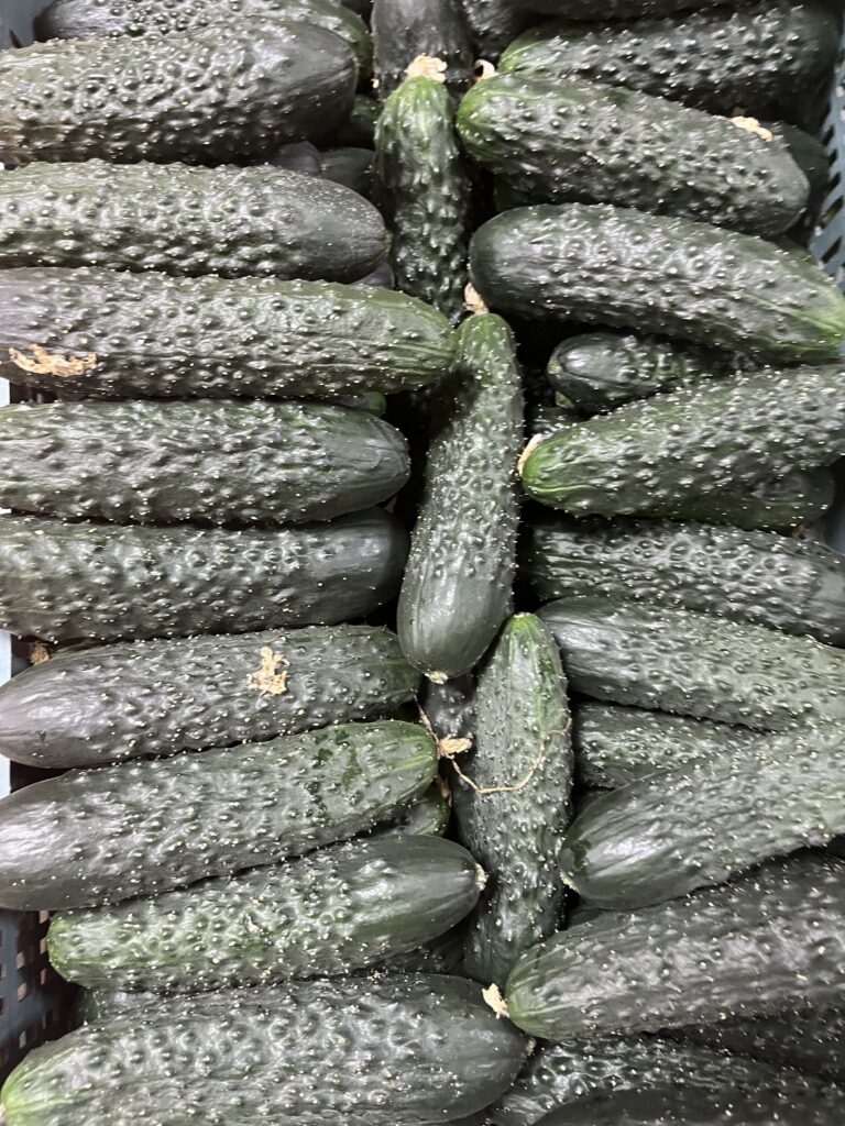3 kg Øko Agurker
