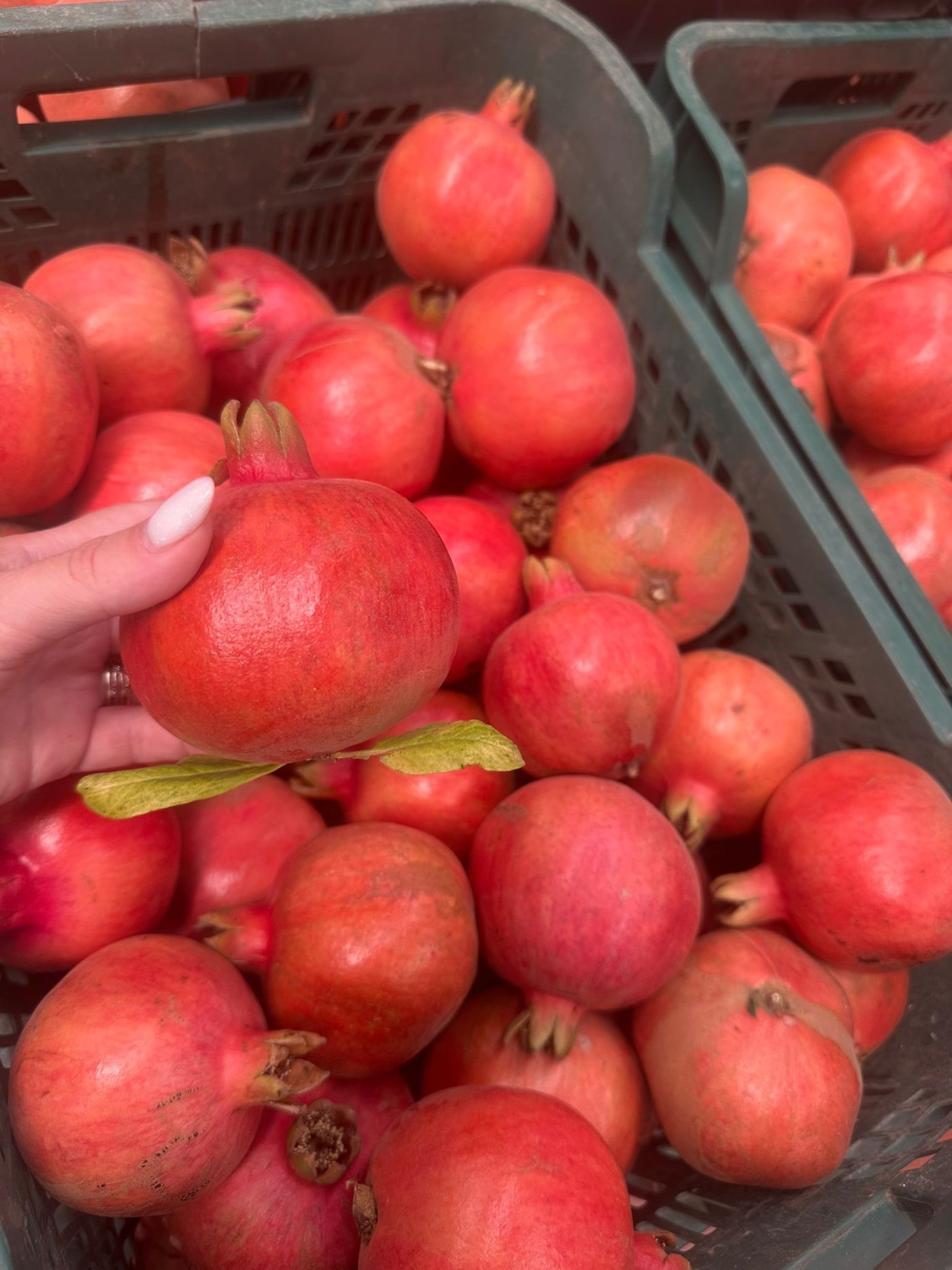 Økologiske 3 kg Granatæbler