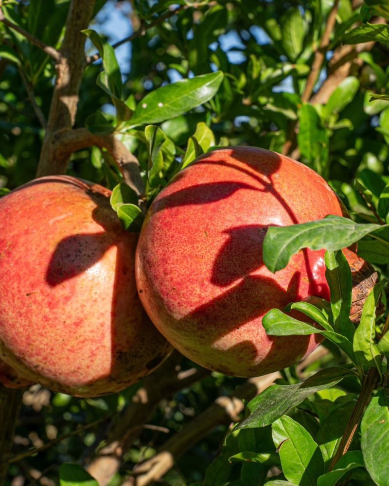 Økologiske 3 kg Granatæbler
