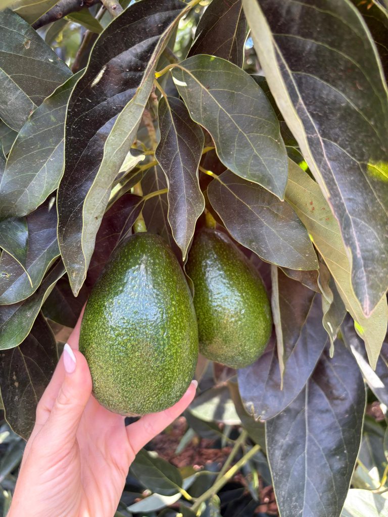 Bacon avokado