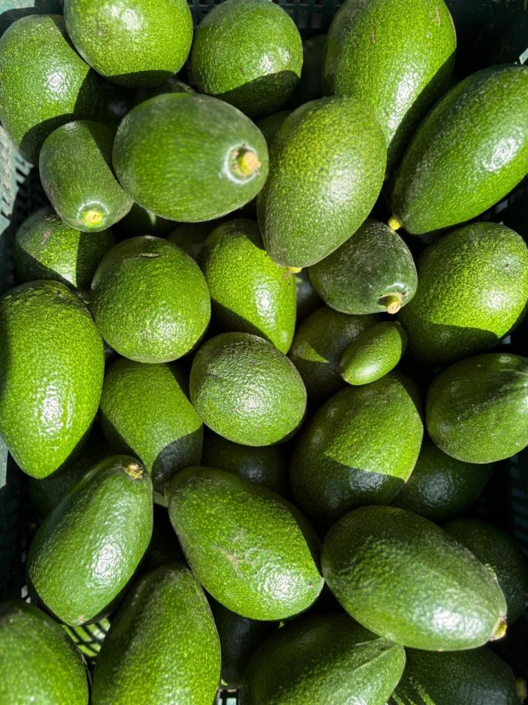 Avokado
