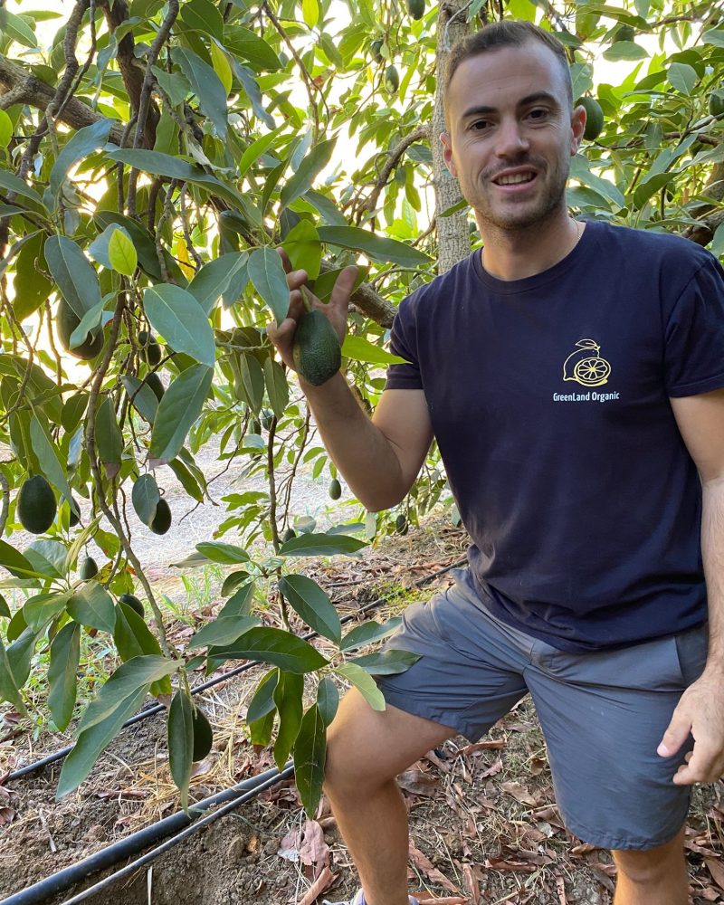 Økologiske Hass Avokado