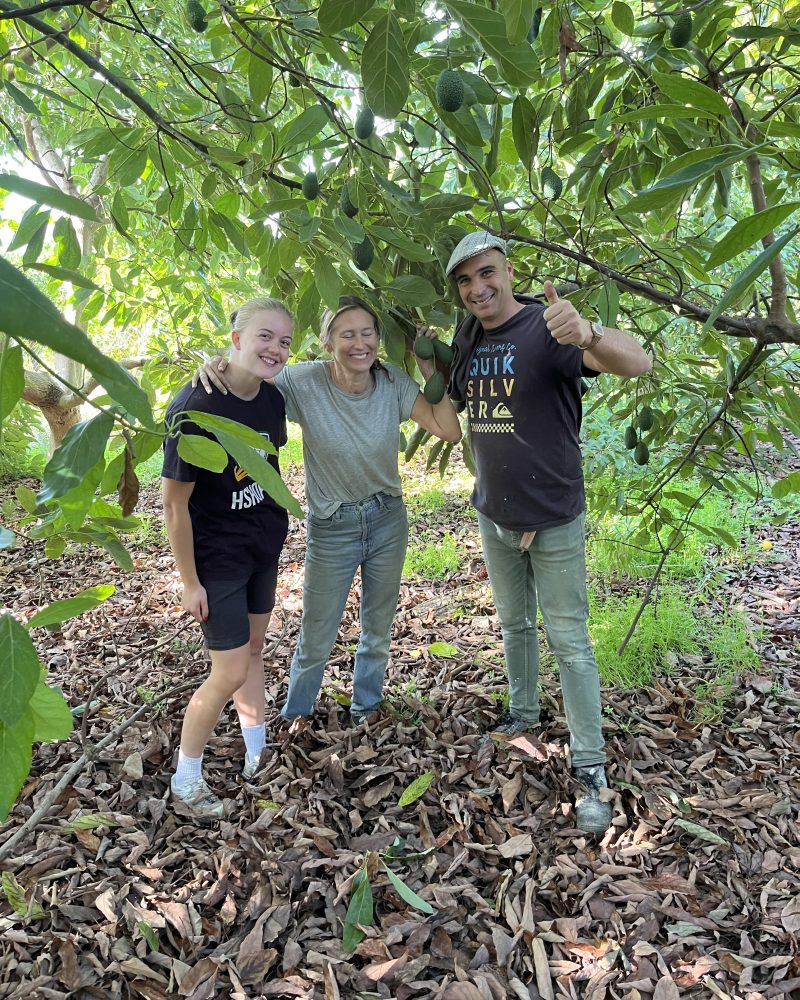 3 kg Økologiske Hass Baby Avokado