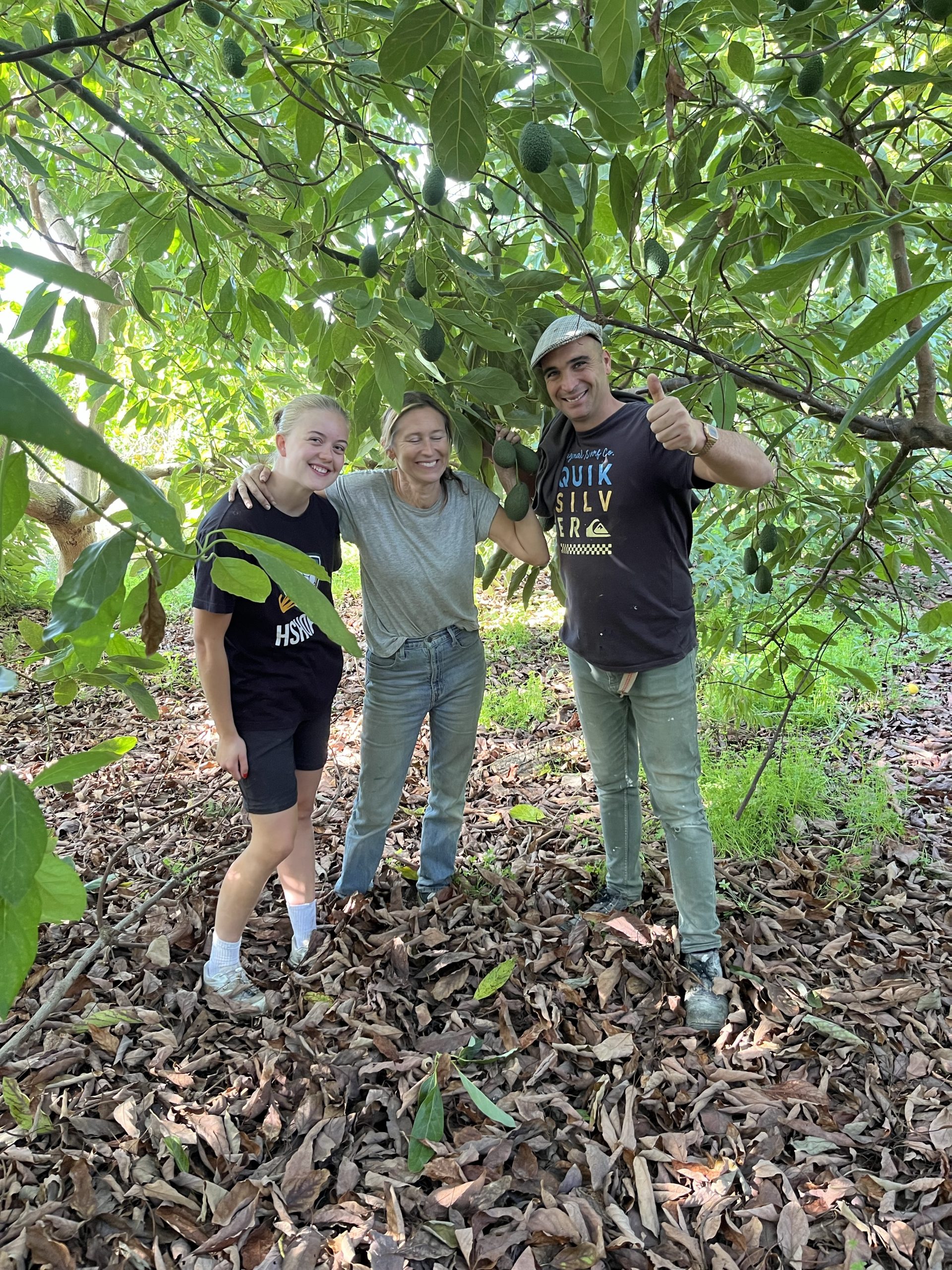 3 kg Økologiske Hass Baby Avokado