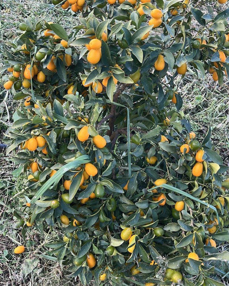 1 kg Øko Kumquats