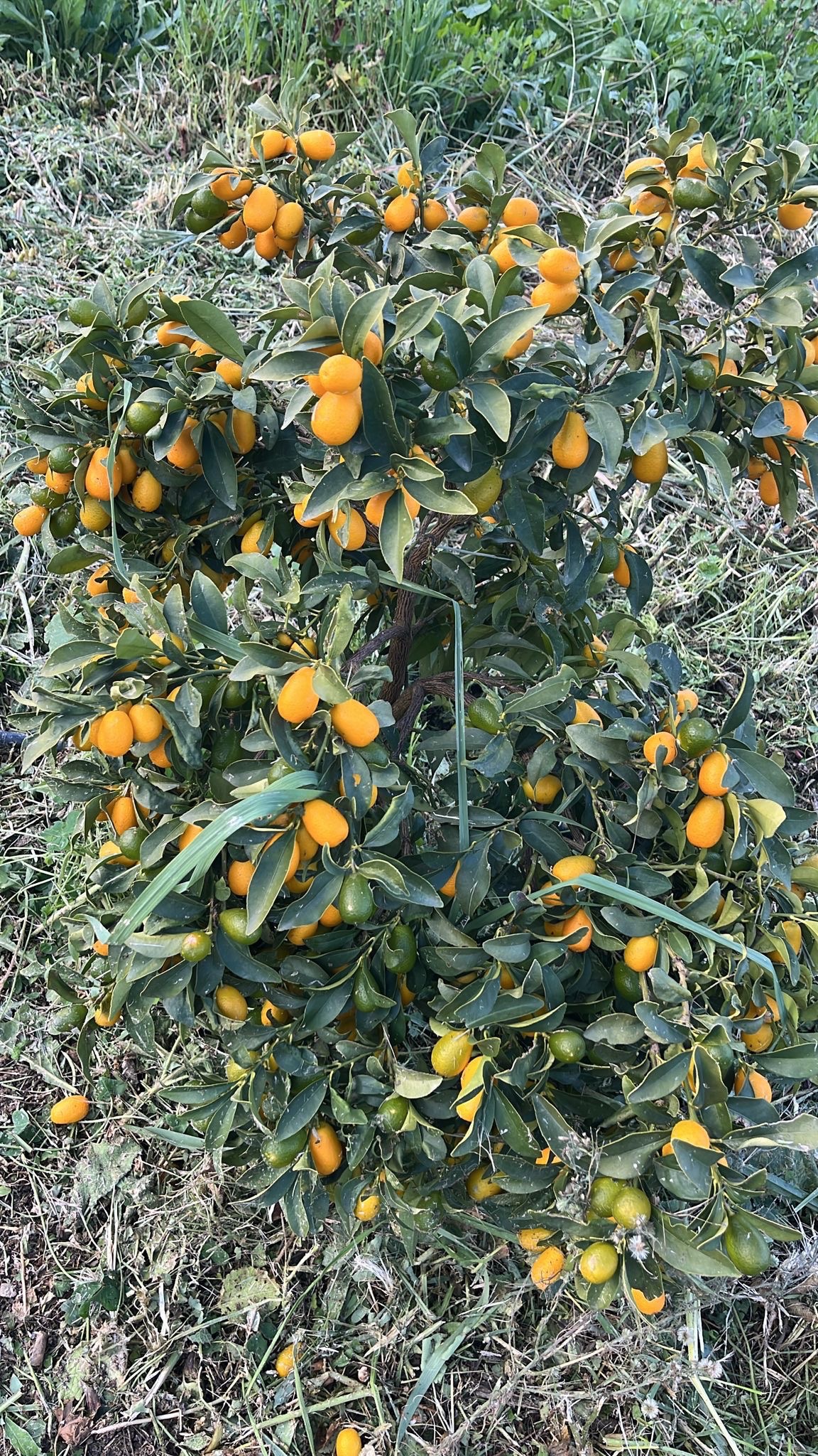1 kg Øko Kumquats