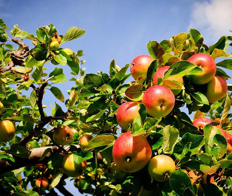 5 kg øko spanske æbler