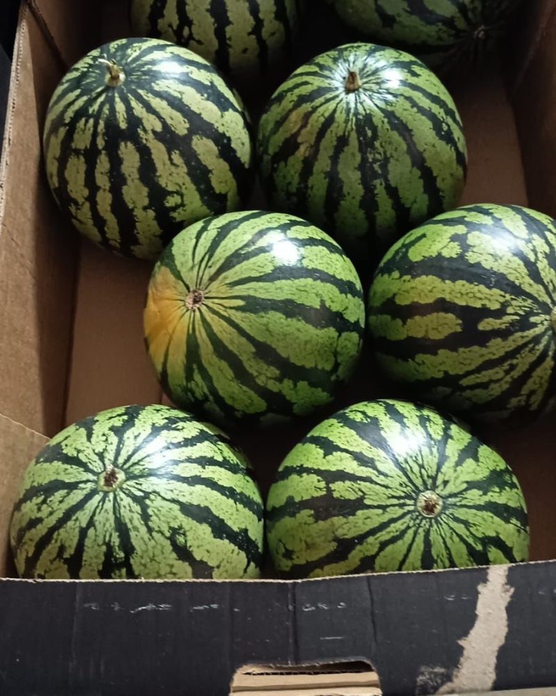 Øko Vandmelon ca 2 kg