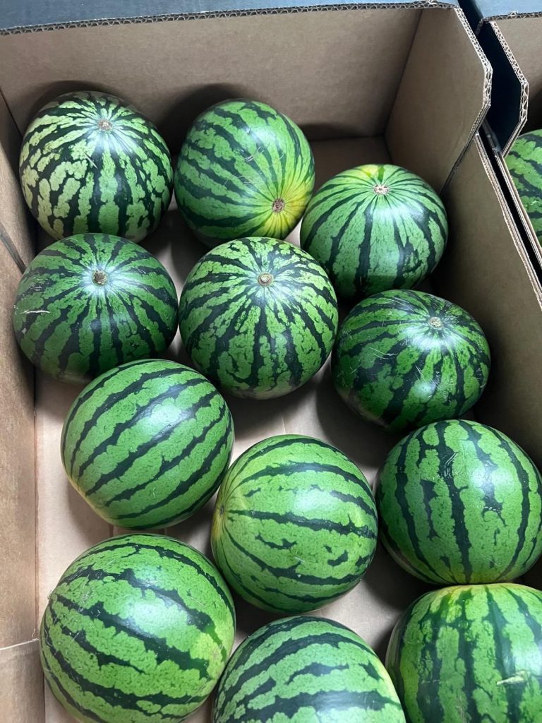 Øko Mini vandmelon ca. 1 kg