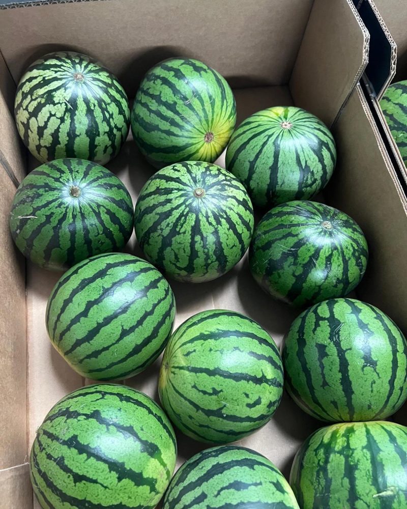 Øko Mini vandmelon ca. 1.25 kg