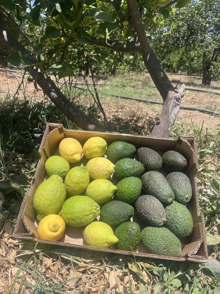 Øko Avokado/Citron