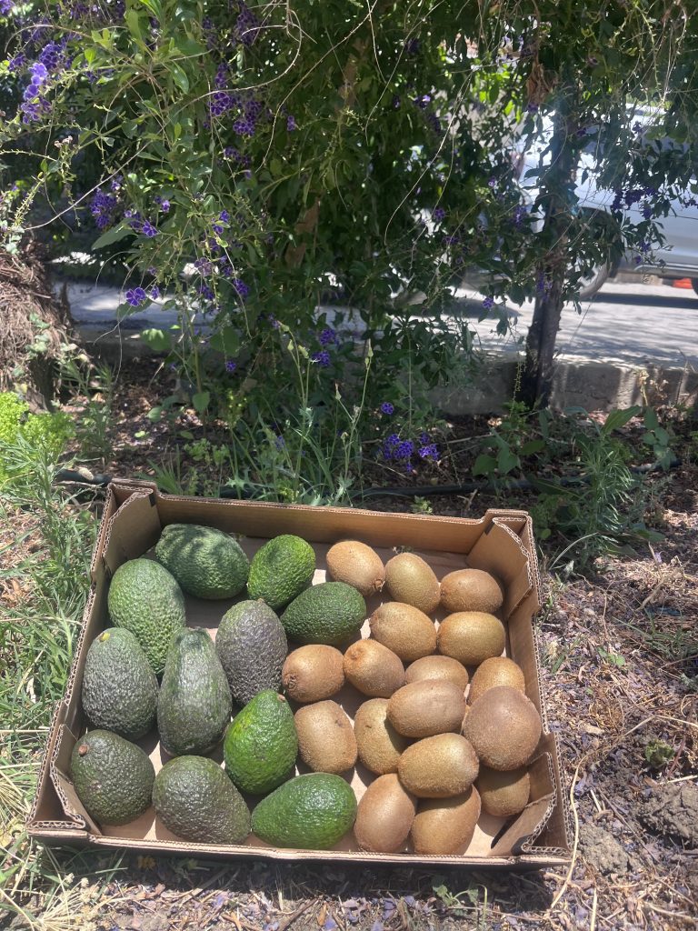 Øko Avokado/Kiwi