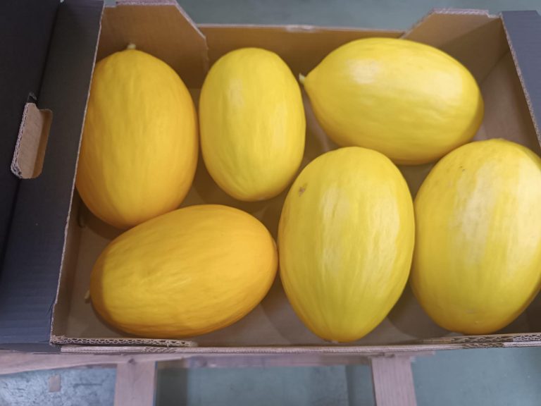 1 stk honning melon
