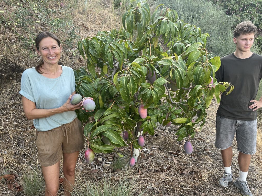 Mangotræ på Fuegoblanco