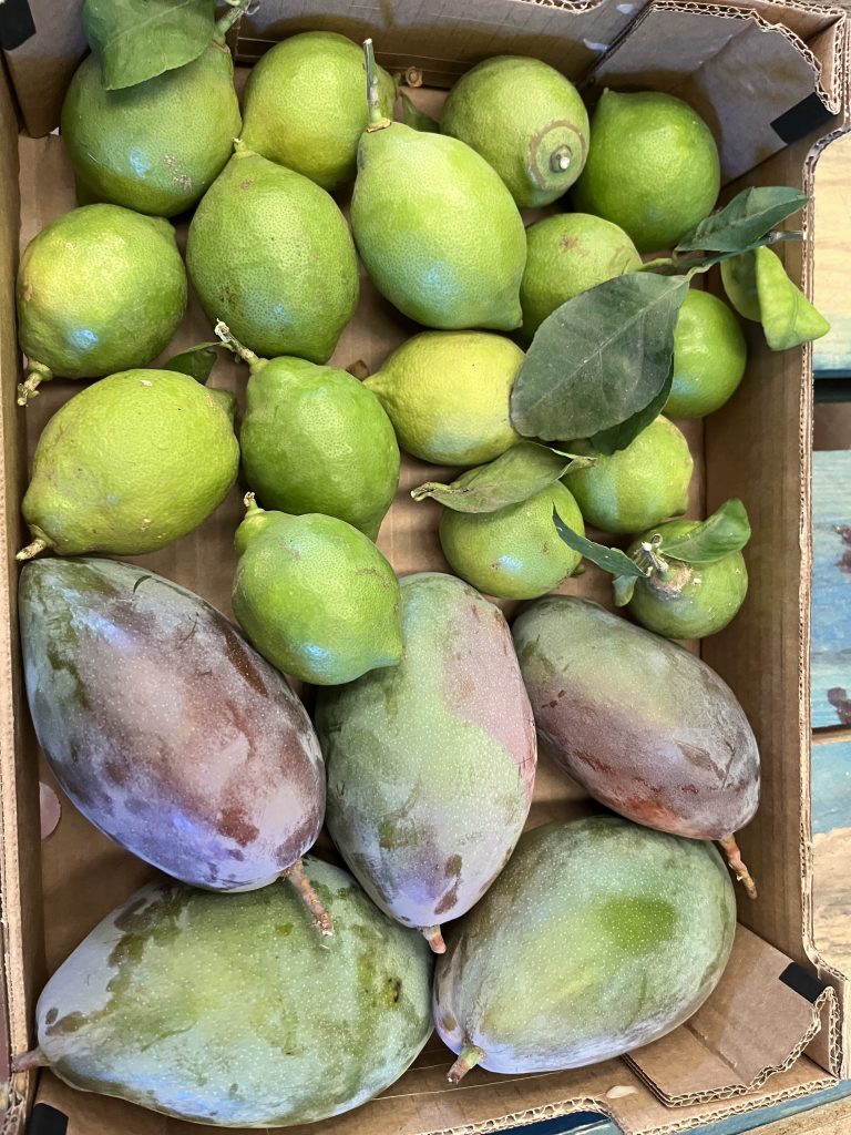 3.5 kg Mango/Citron