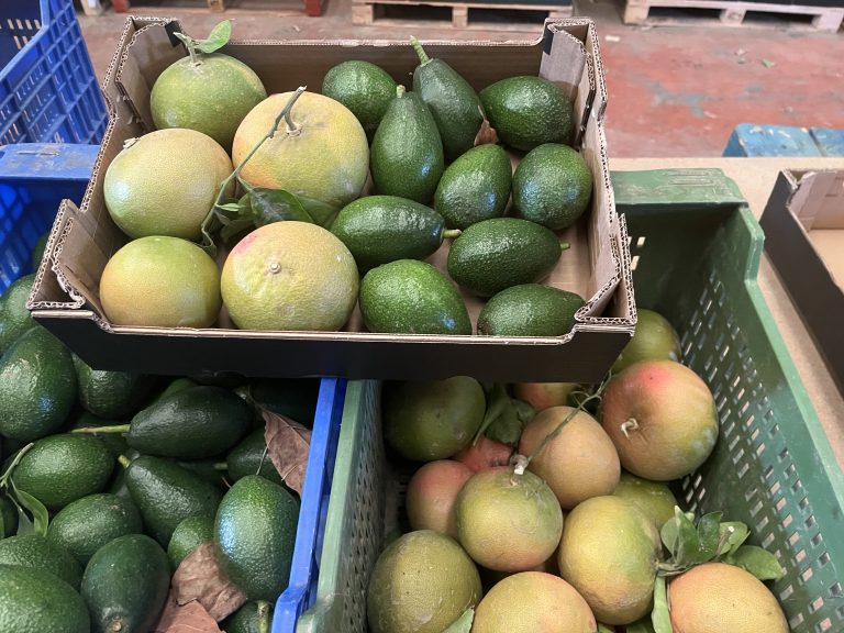 3.5 kg økologisk avokado/grapefrugt