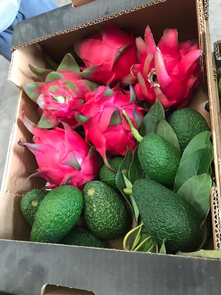 3.5 kg Avokado/Dragefrugt