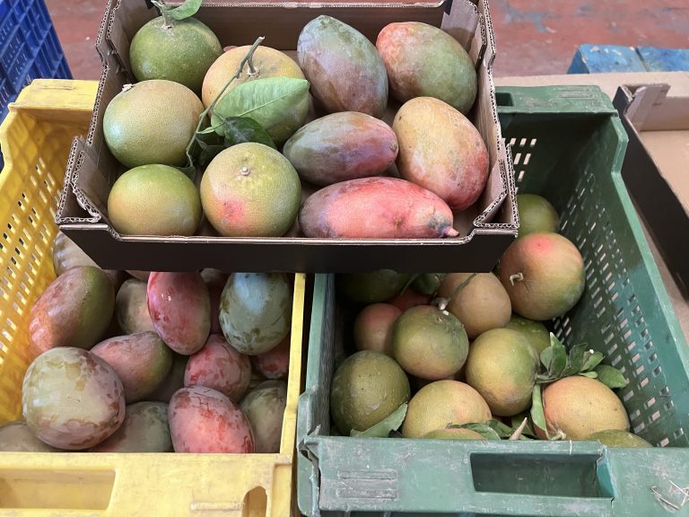 3.5 kg økologisk mango/grapefrugt